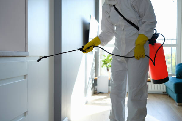 Best Fast Mold Removal  in Wamac, IL