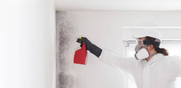 Best Local Mold Removal Service  in Wamac, IL