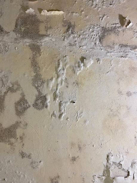 Best Mold Damage Repair  in Wamac, IL