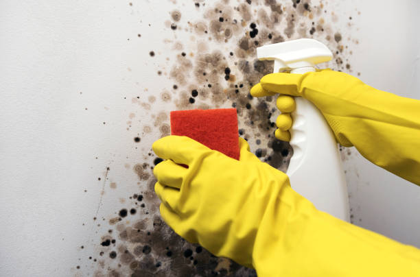 Best Mold Removal Near Me  in Wamac, IL