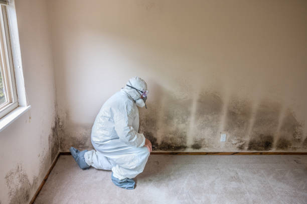 Best Mold Remediation  in Wamac, IL