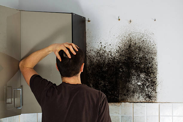Best Best Mold Removal Companies  in Wamac, IL