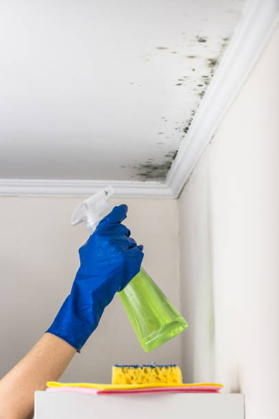 Office Mold Removal Services in Wamac, IL