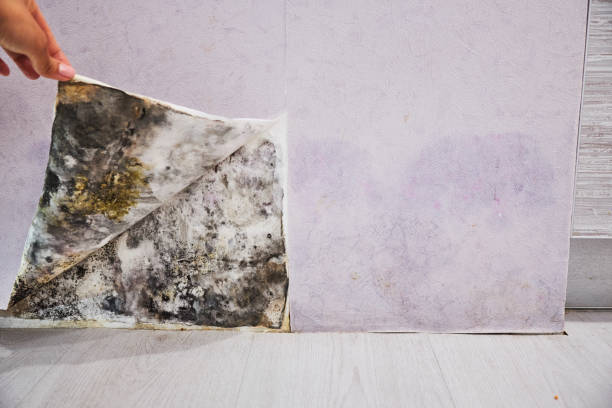 Professional Mold Removal in Wamac, IL